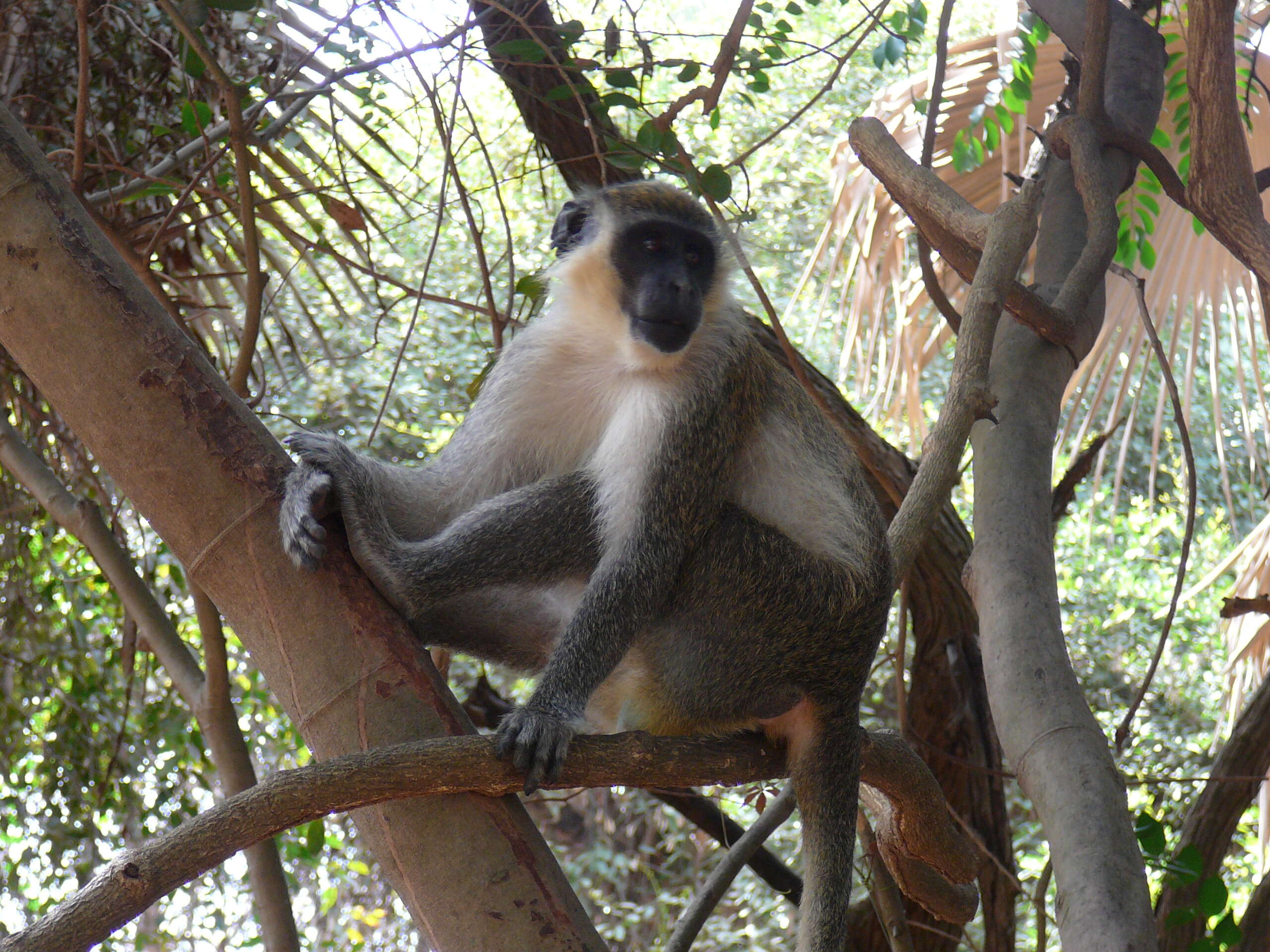 Image of Green Monkey