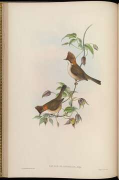 Image of Yuhina Hodgson 1836