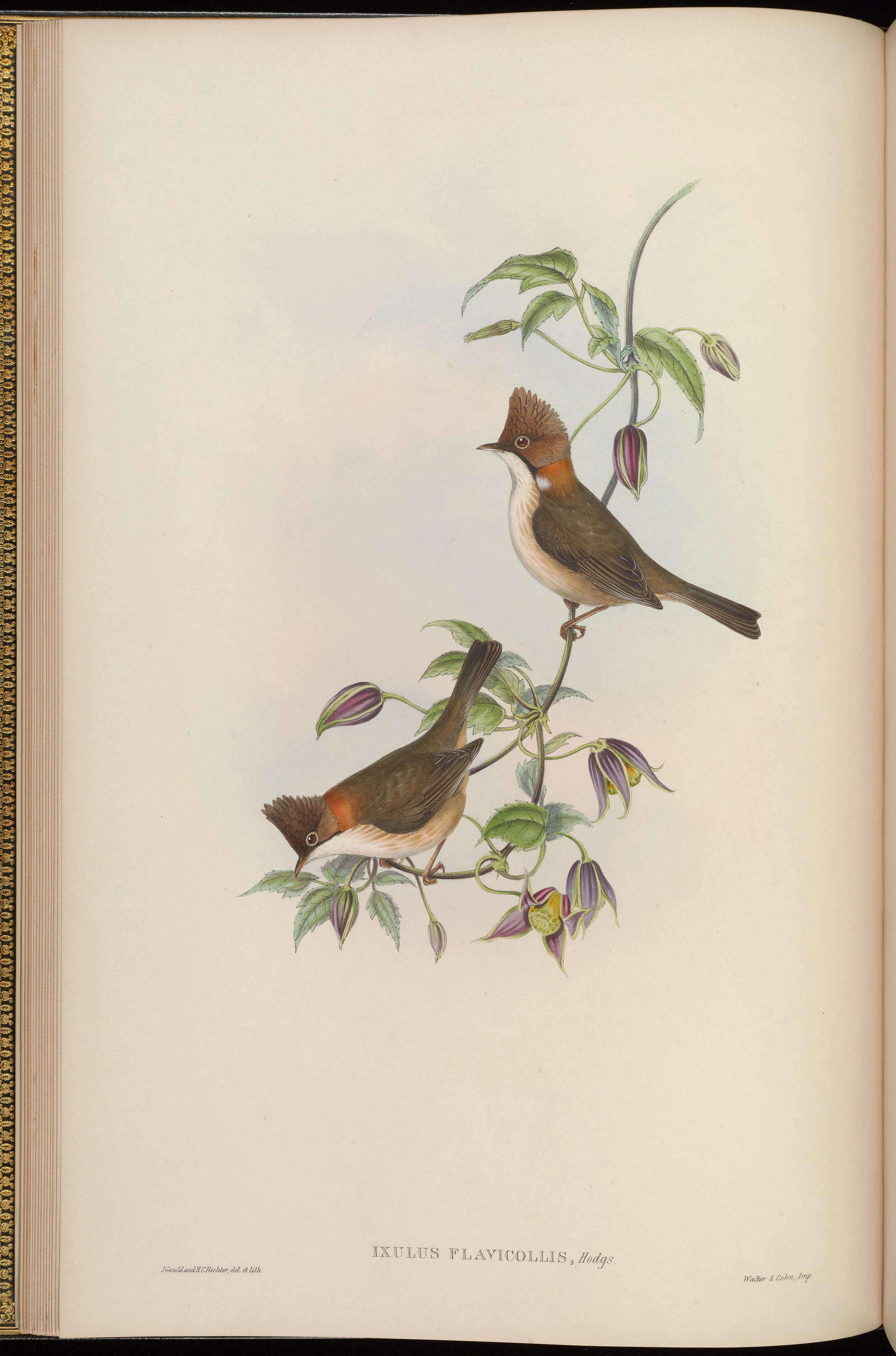 Image of Yuhina Hodgson 1836