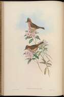 Image of Yuhina Hodgson 1836