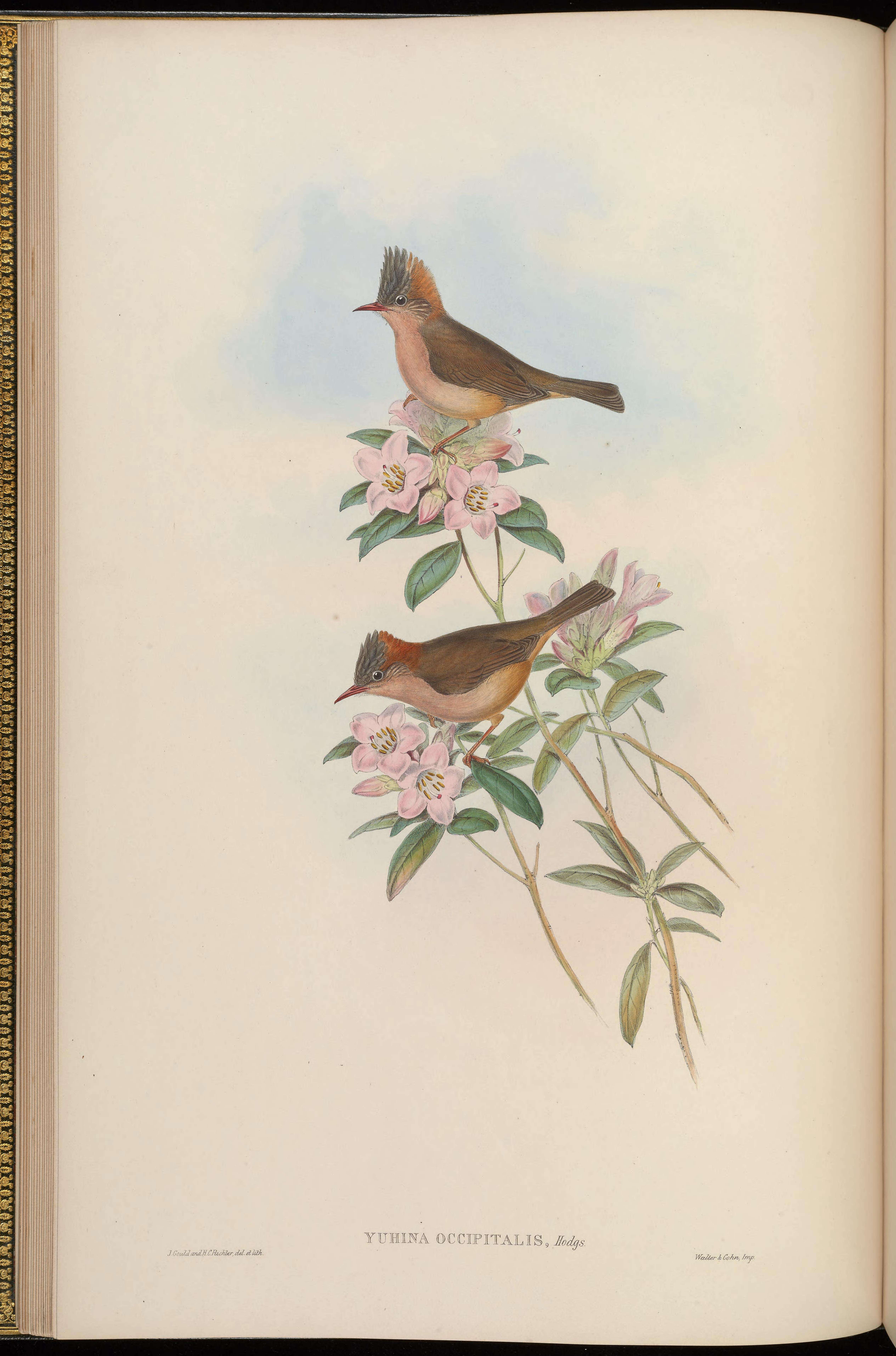 Image of Yuhina Hodgson 1836