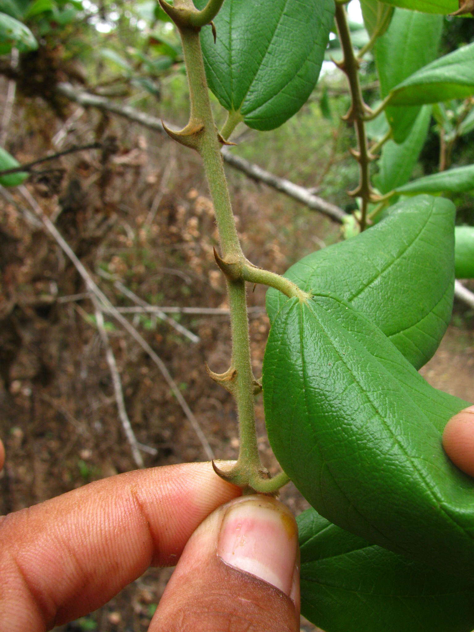 Image of Ziziphus rugosa Lam.