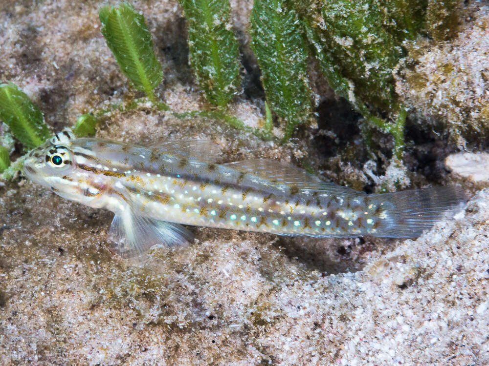 Слика од Coryphopterus glaucofraenum Gill 1863