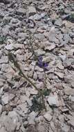 Image of Delphinium fissum Waldst. & Kit.