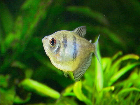 Image of black tetra