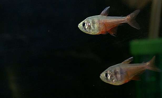 Image of Flame tetra