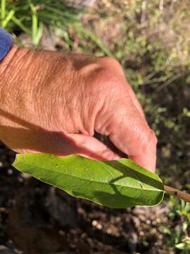 Image of Ehretia saligna var. membranifolia (R. Br.) B. R. Randell