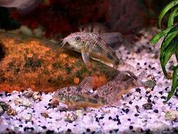 Image of peppered corydoras