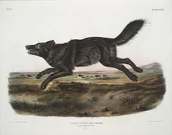 Image of Red wolf