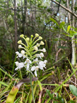 Image de Platanthera blephariglottis var. conspicua (Nash) Luer