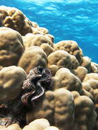 Image of Small giant clam