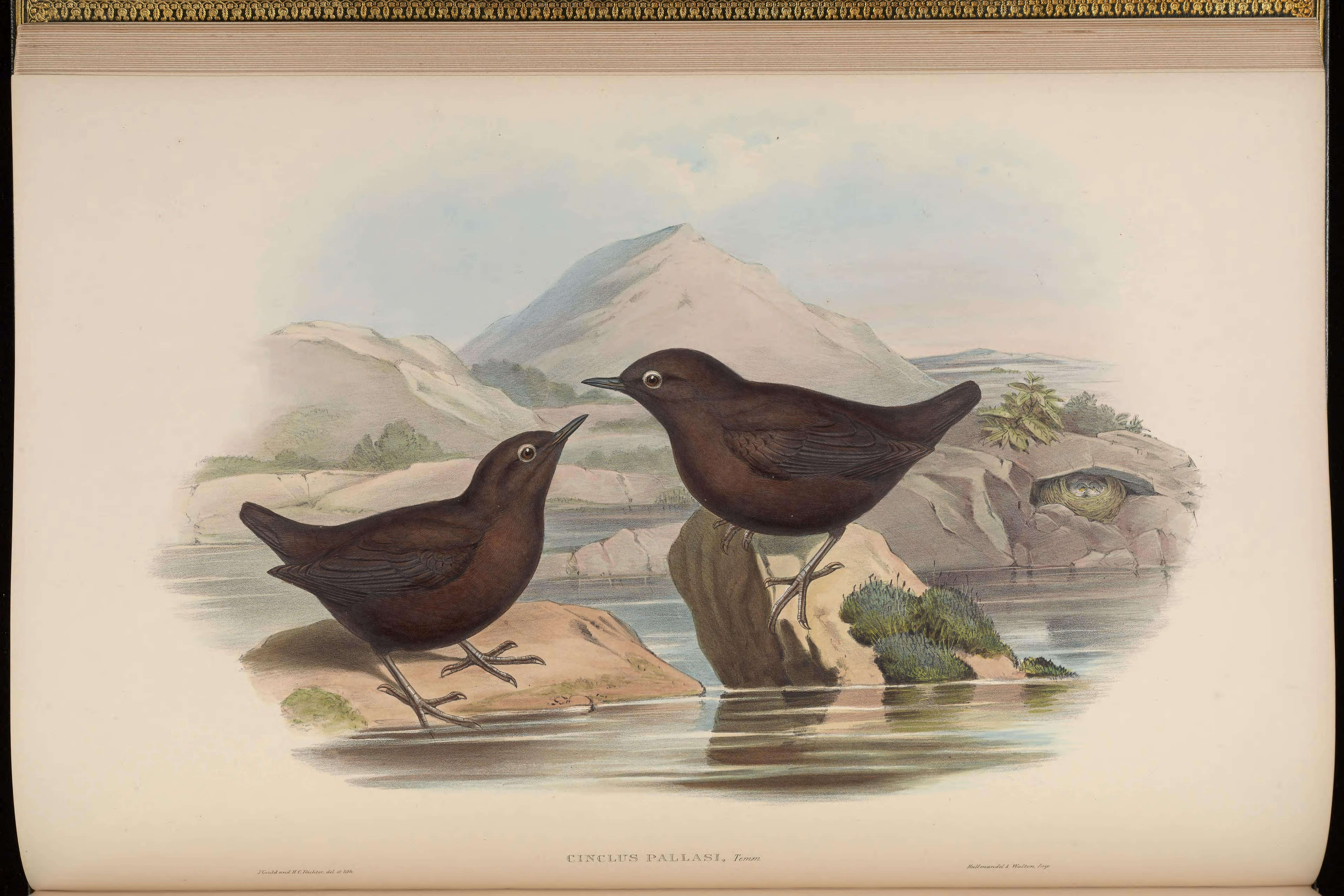 Image of Brown Dipper