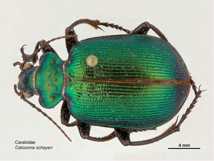 Imagem de Calosoma (Calosoma) schayeri Erichson 1842