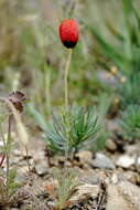 Image of Papaver minus (Bél.) Meikle