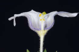 Image of Nierembergia pulchella var. pulchella