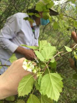 Crataegus coccinioides Ashe resmi