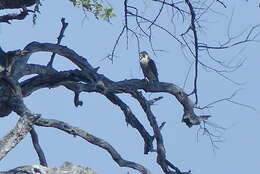 Image of Falco peregrinus minor Bonaparte 1850