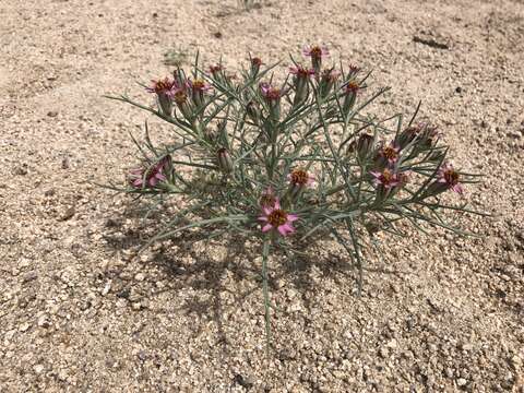 Image of Mojave hole-in-the-sand plant