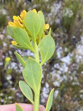 Image of <i>Rafnia capensis</i> subsp. <i>pedicellata</i>