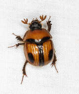 Plancia ëd Bolbocerosoma confusum Brown 1928