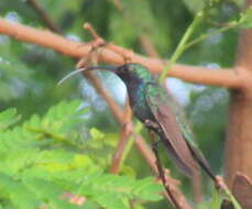 Image de Chrysuronia coeruleogularis (Gould 1851)