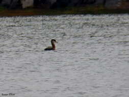 Image of Red-necked Grebe