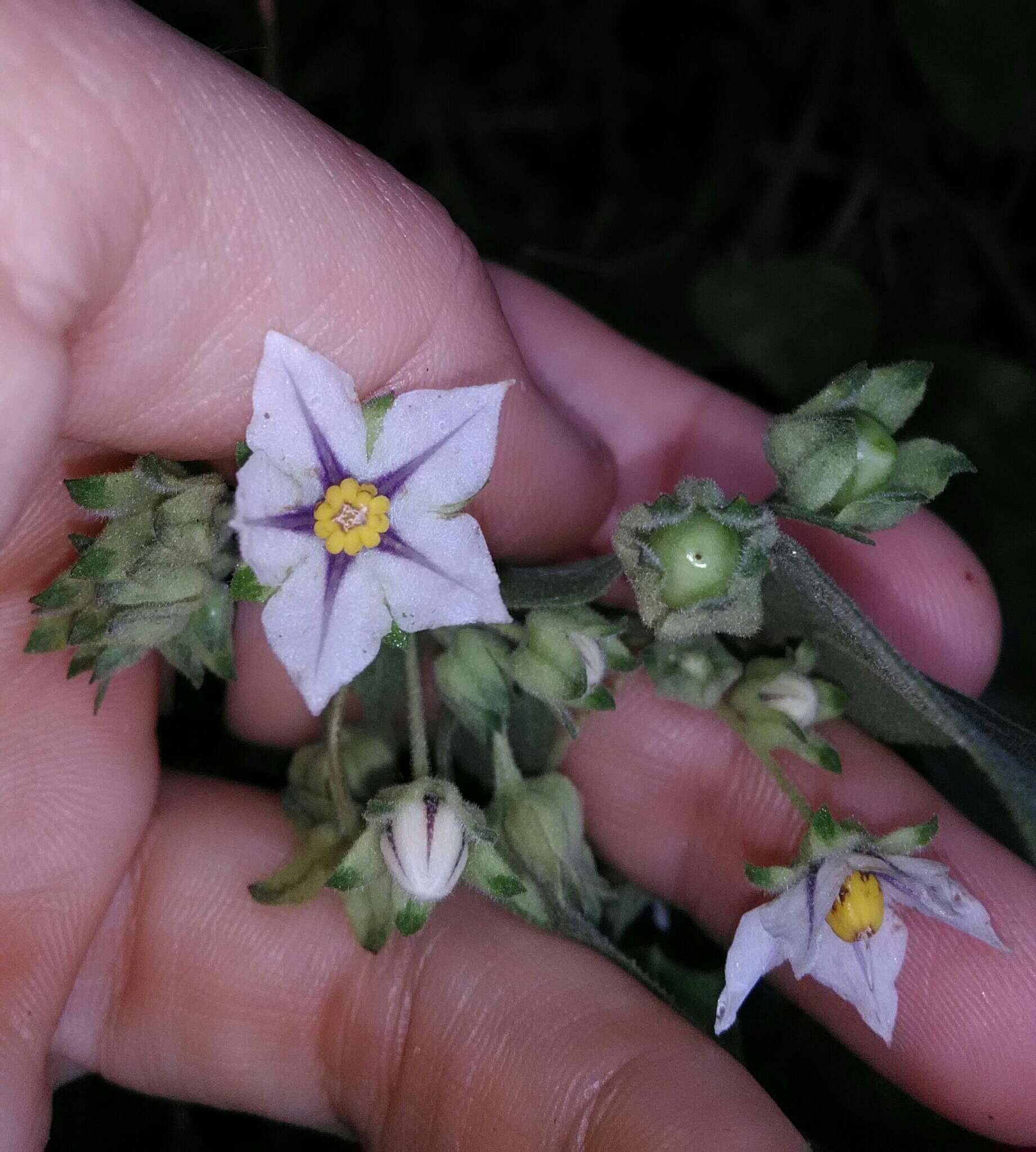 Image of Solanum didymum Dun.