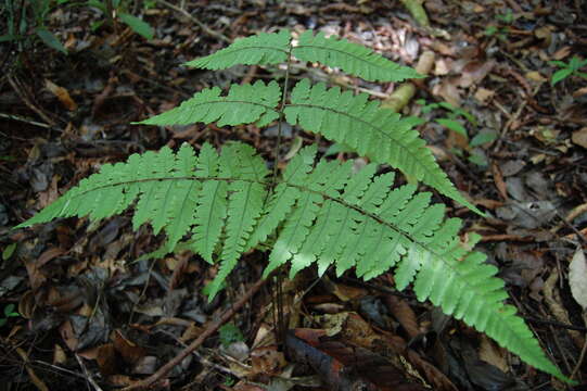 Image de Triplophyllum dicksonioides (Fée) Holtt.