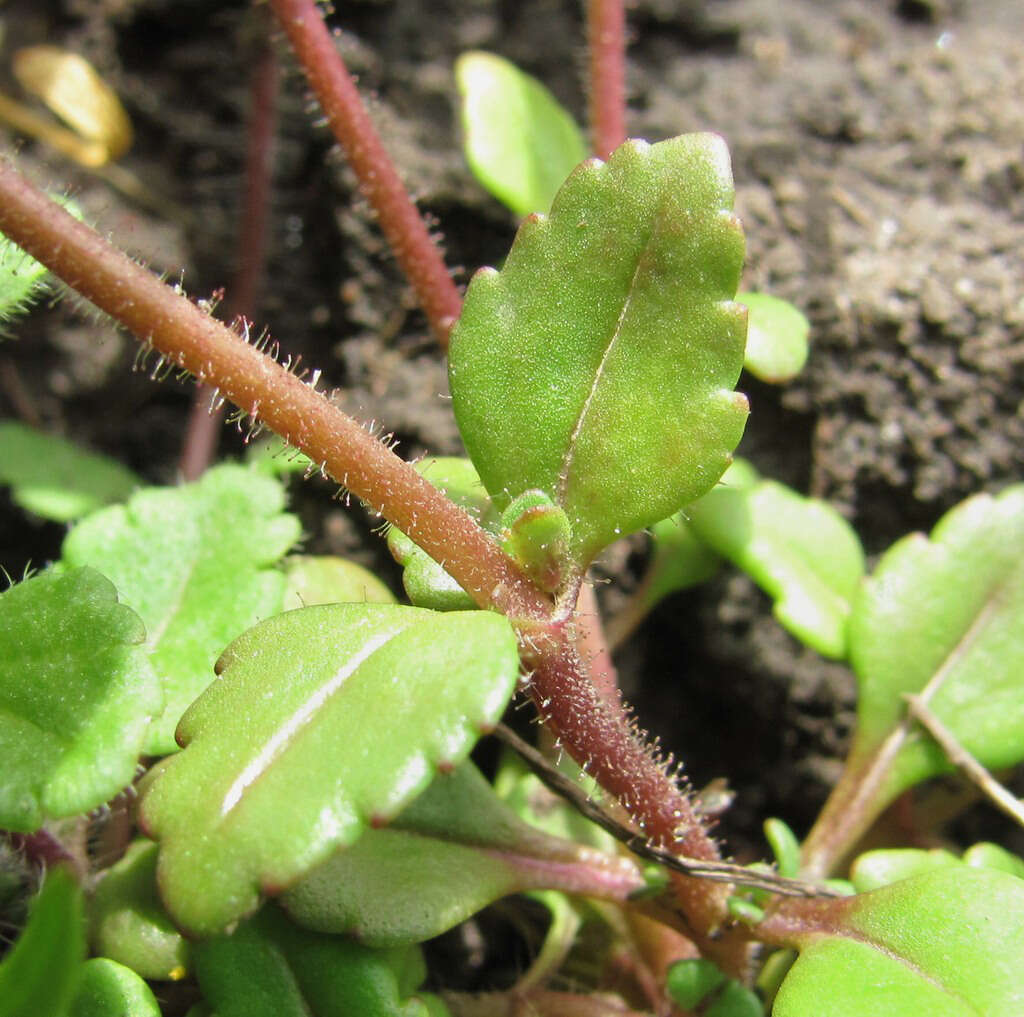 Image of Veronica acinifolia L.