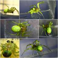 Image of Cucumber green spider