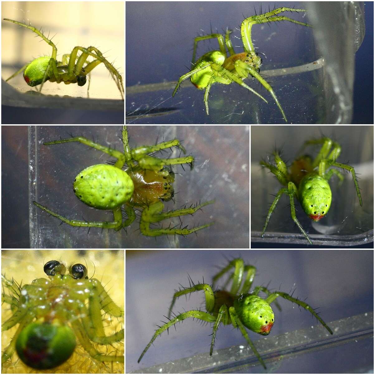 Image of Cucumber green spider