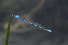 Image of Familiar Bluet