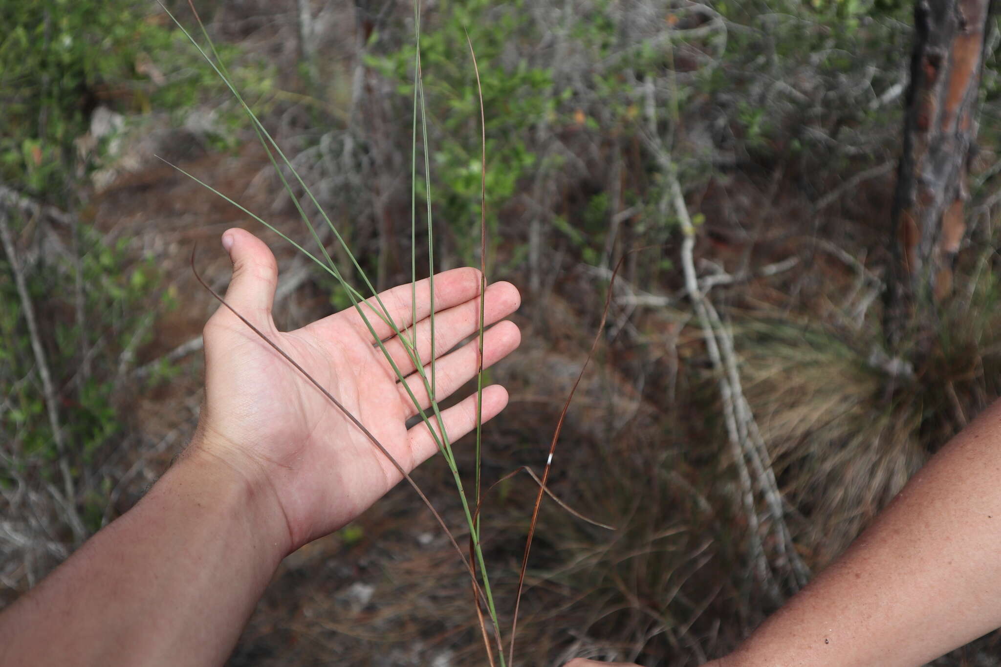 Image de Schizachyrium rhizomatum (Swallen) Gould