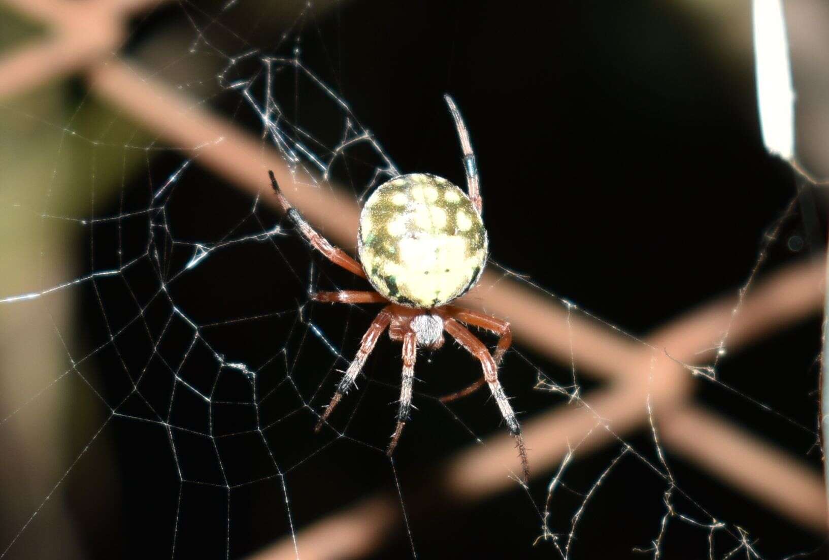 Imagem de Araneus workmani (Keyserling 1884)