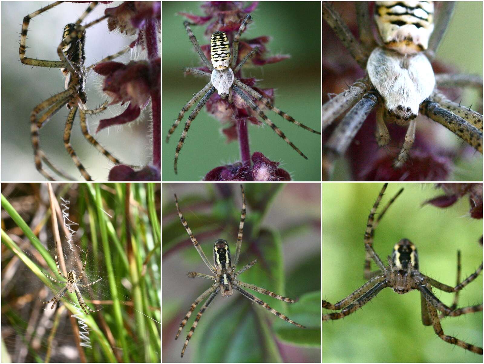 Image of Barbary Spider