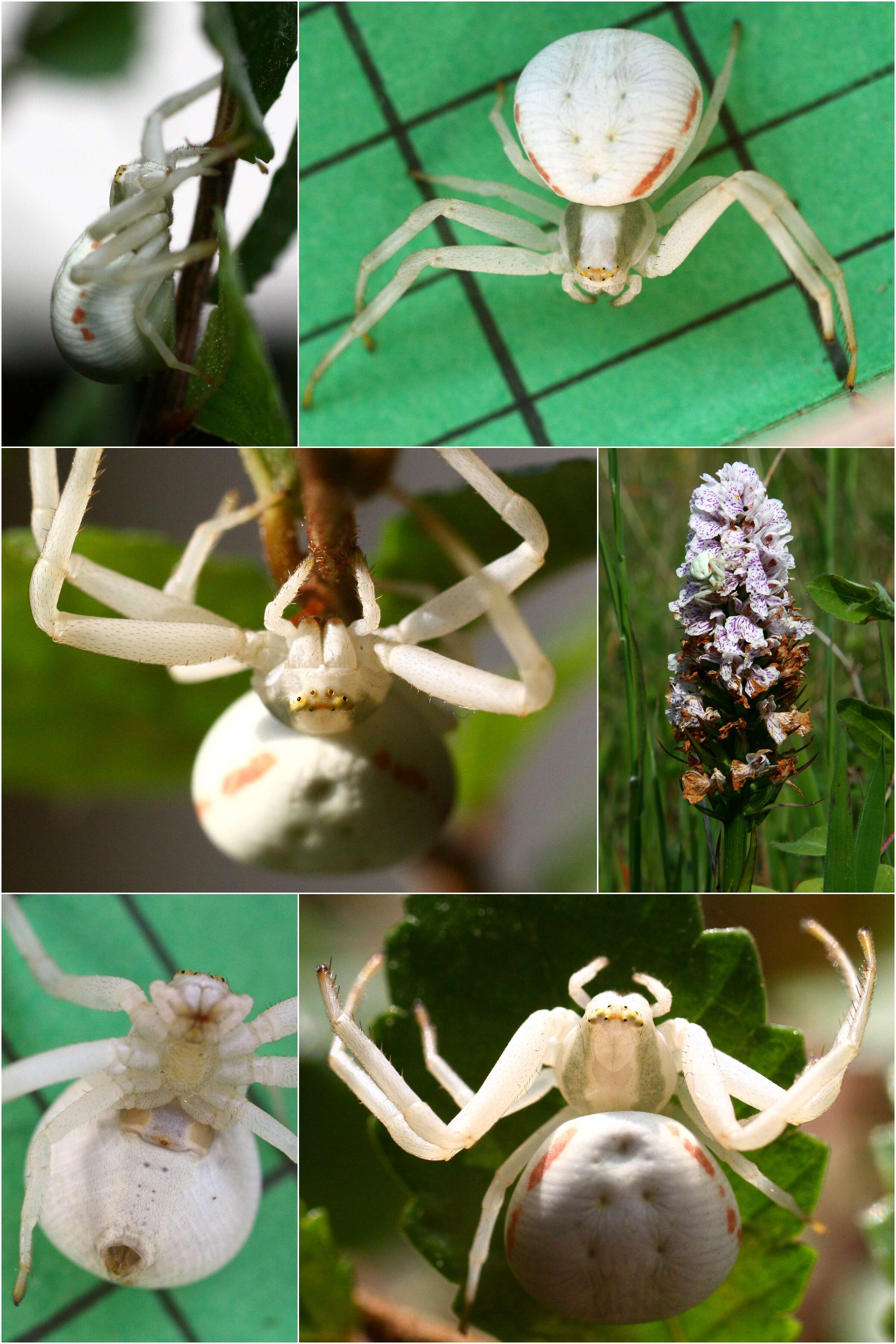 Image of Flower Crab Spiders