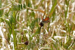 <i>Lycaena phlaeas daimio</i> resmi