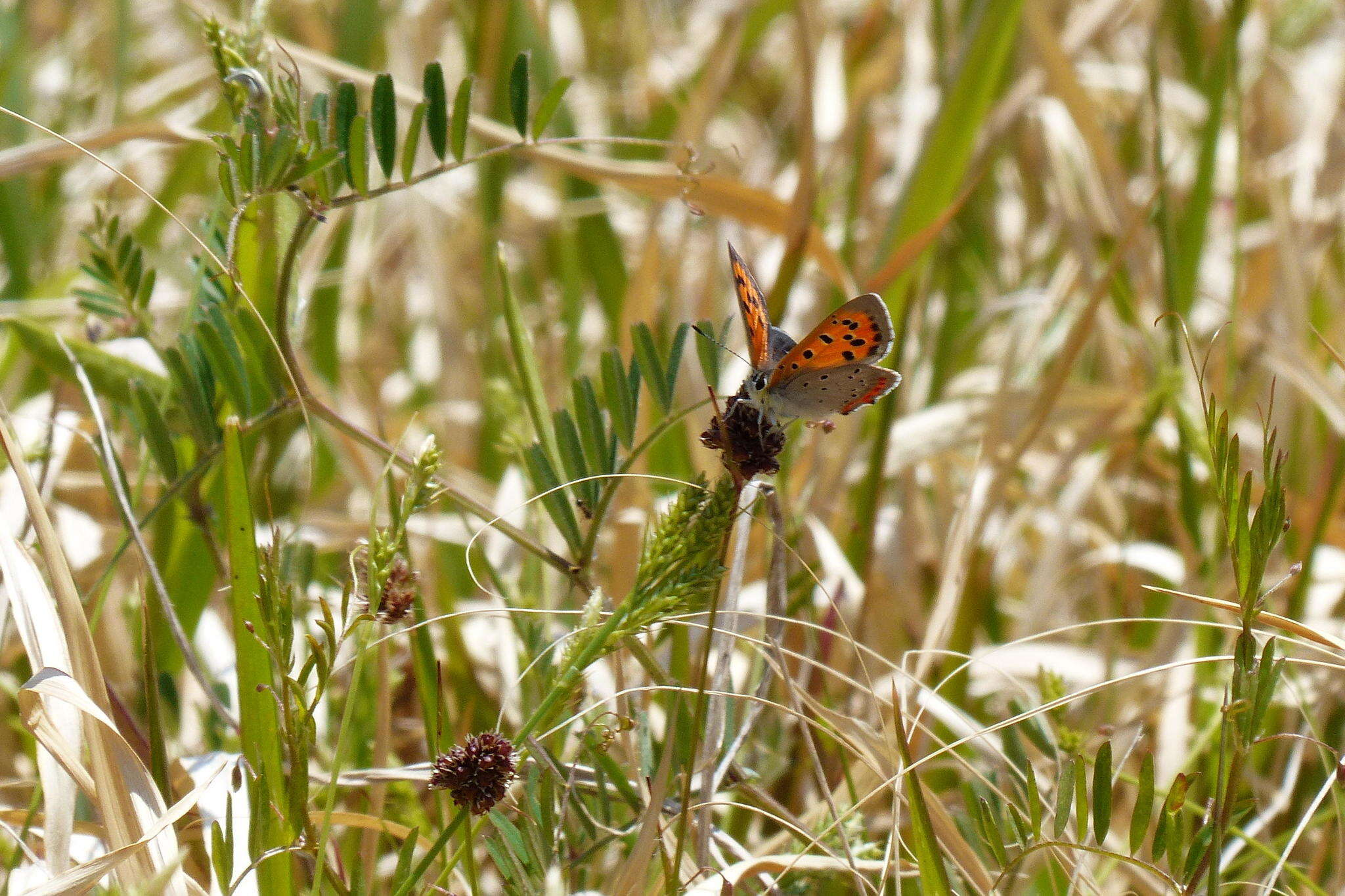 <i>Lycaena phlaeas daimio</i> resmi