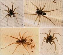 Image of Thinlegged Wolf Spiders