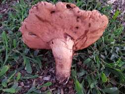 Image of Tylopilus tabacinus (Peck) Singer 1944