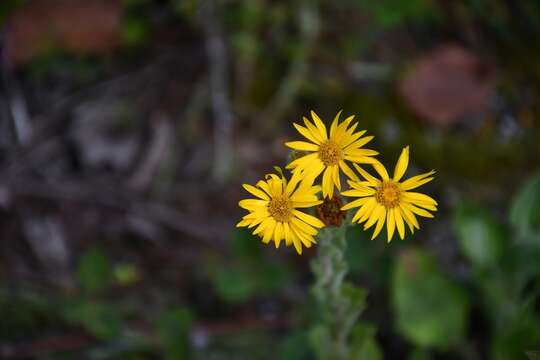 Imagem de Heterotheca inuloides Cass.