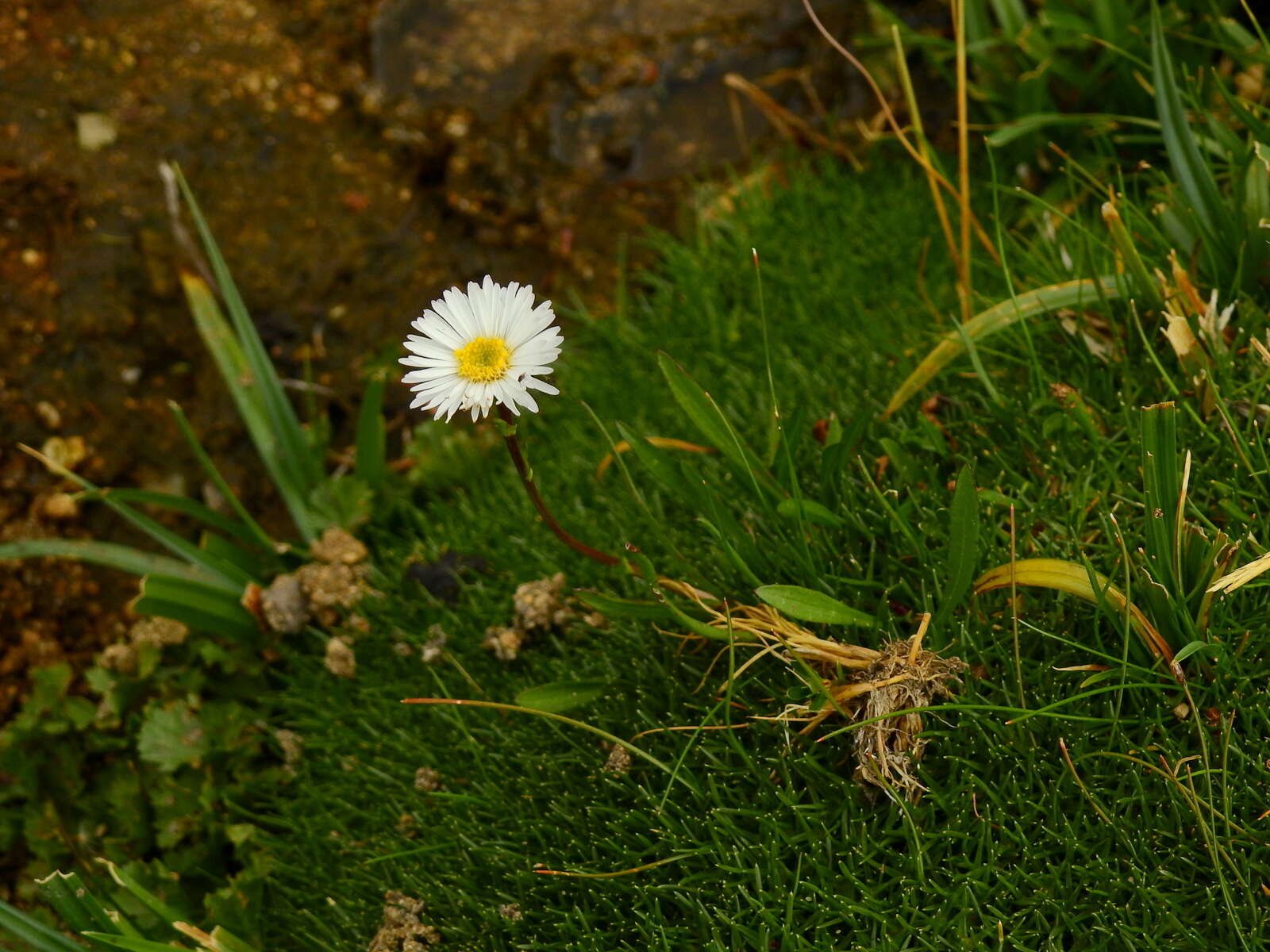 Image of Symphyotrichum glabrifolium (DC.) G. L. Nesom