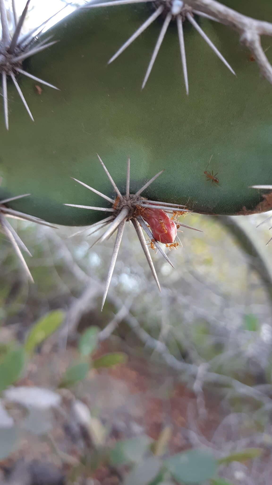 Stenocereus kerberi (K. Schum.) A. C. Gibson & K. E. Horak的圖片