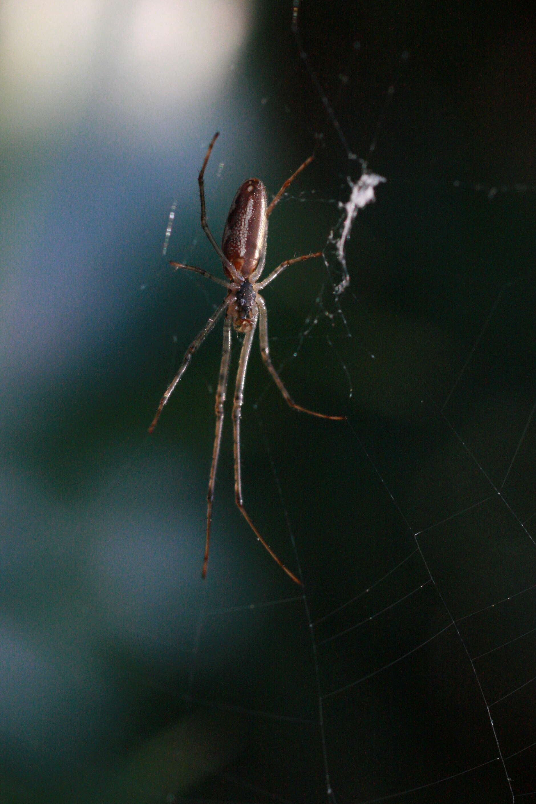 Image of Tetragnatha montana Simon 1874