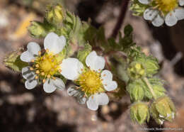 Potentilla newberryi A. Gray的圖片