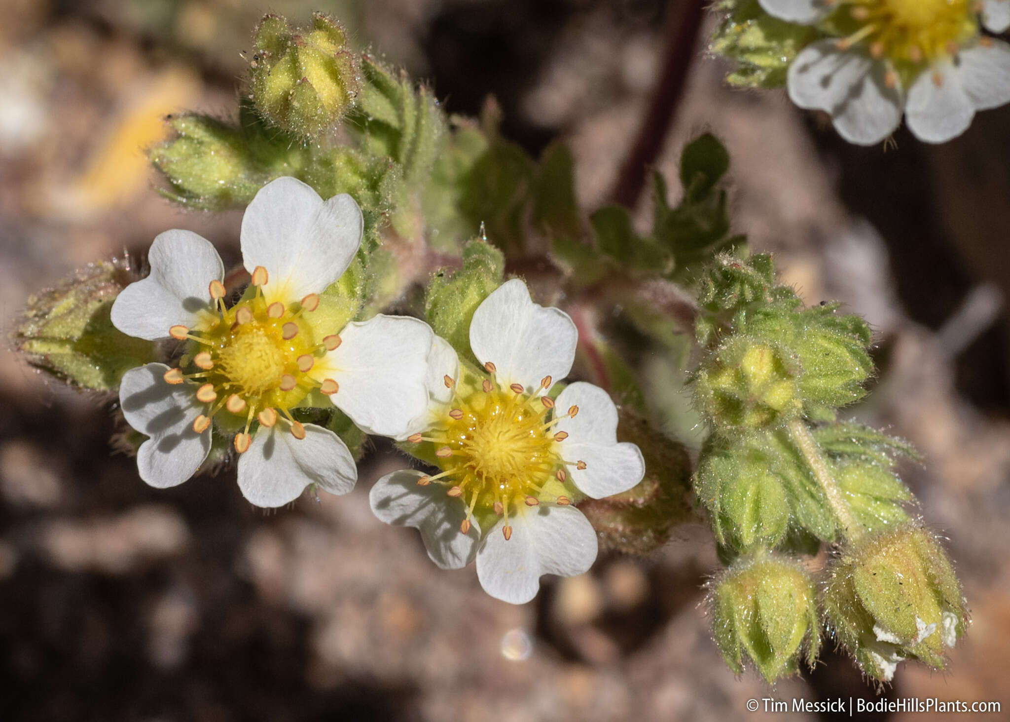 Image de Potentilla newberryi A. Gray