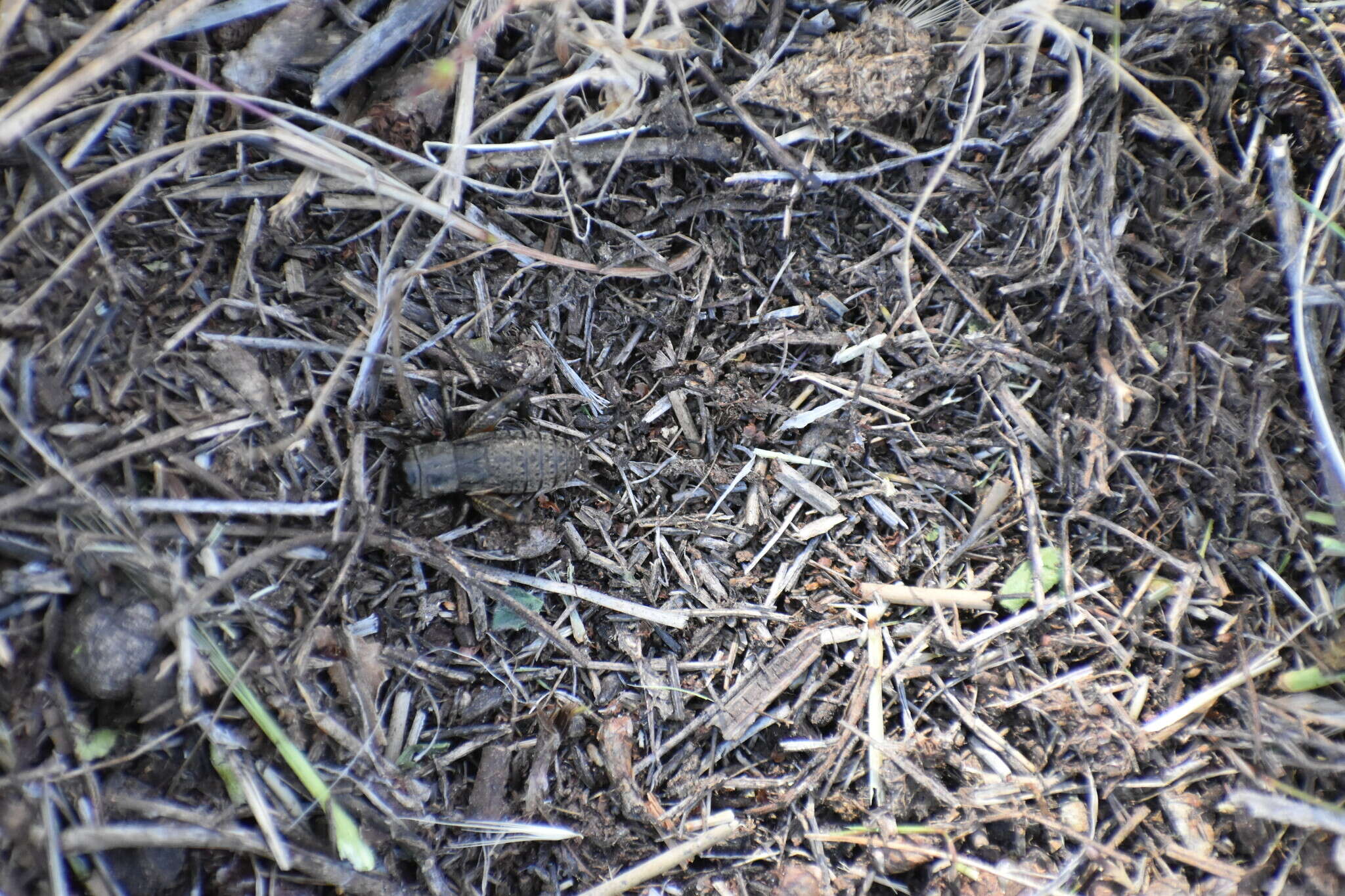 Image of Variable Field Cricket