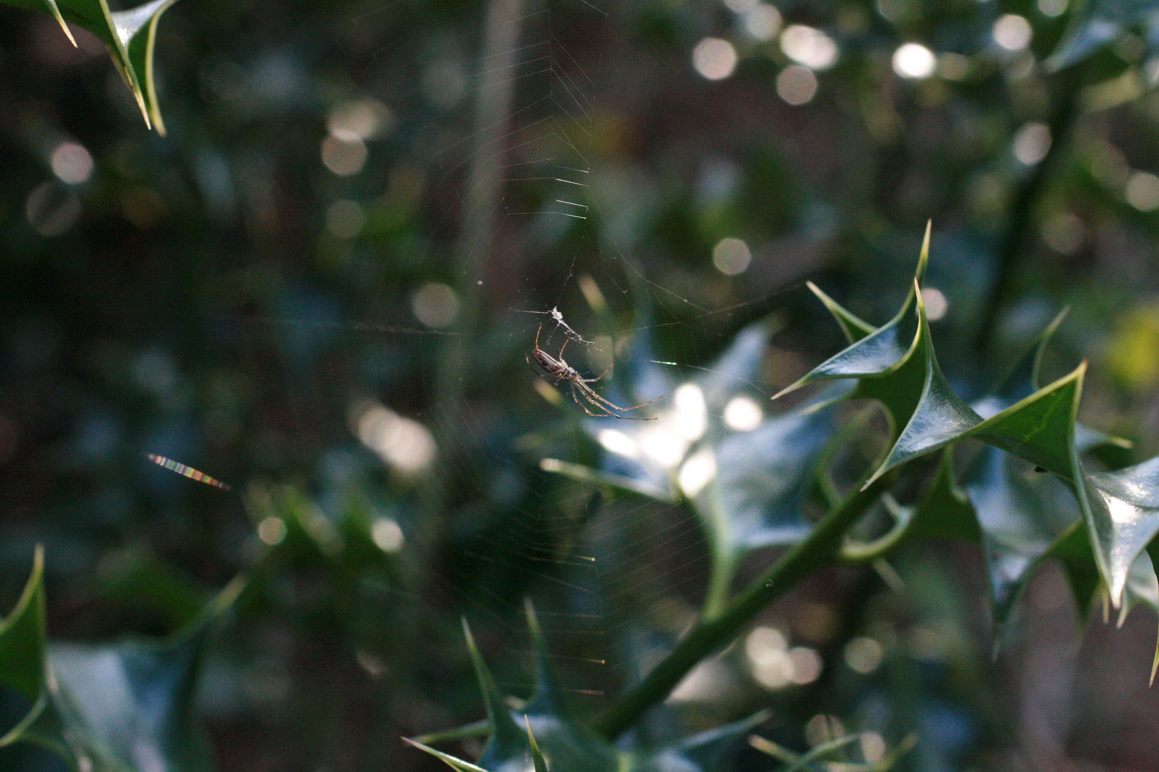 Image of Tetragnatha montana Simon 1874