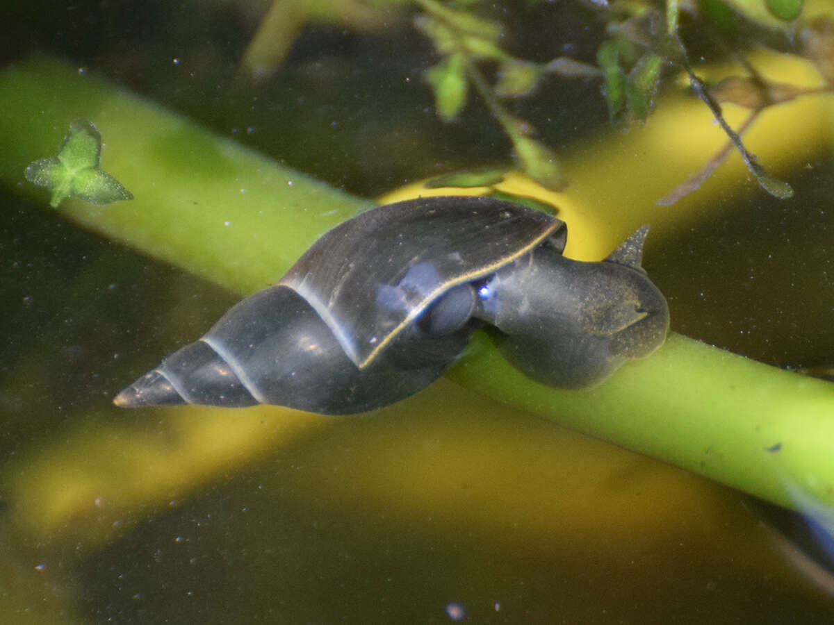 Image of Great Pond Snail