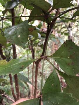 Imagem de Carnarvonia araliifolia F. Müll.